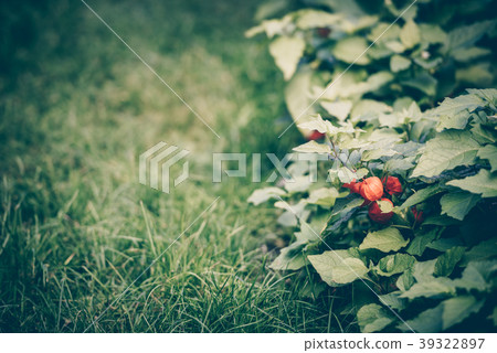 Chinese lantern flower physalis in the garden Chinese lantern flower physalis in the garden 39322897