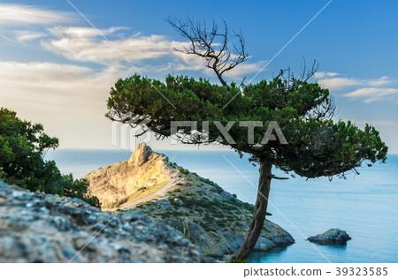 Relict pine and cape Kapchik in Crimea. 39323585