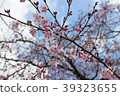 Cherry Blossoms   39323655