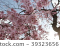 Cherry Blossoms	 39323656