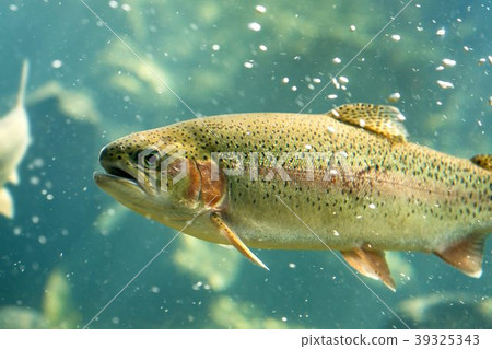 虹鱒魚和美洲鱒魚(北見市Rumibe-cho) 虹鱒魚和美洲鱒魚(北見市Rumibe-cho) 39325343