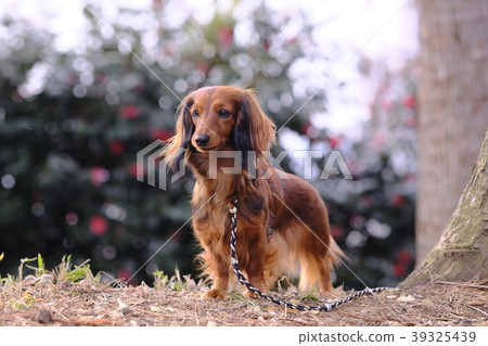 Dachshund Kaninhaen cute Dachshund Kaninhaen cute 39325439