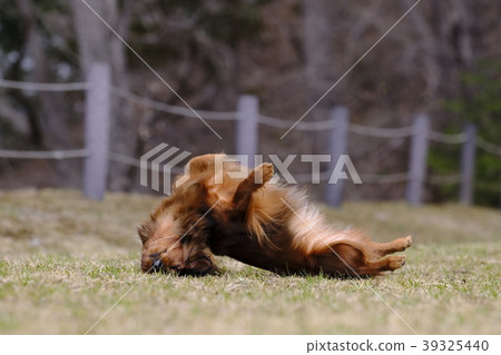 Dachshund Kaninhaen cute 39325440