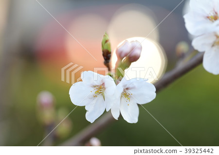 櫻花 櫻花 39325442