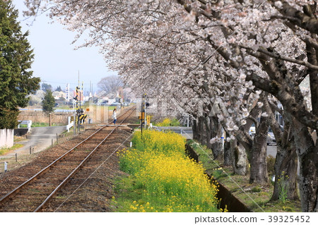 Blooming Moka Railway Blooming Moka Railway 39325452