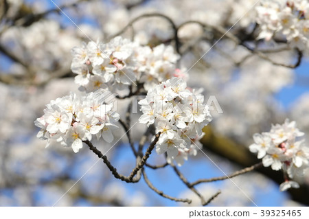 Cherry Blossoms   39325465