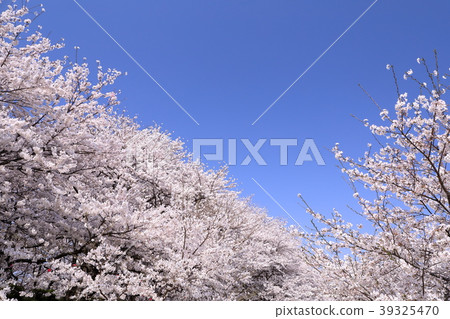 Cherry blossom trees in Ginzento Cherry blossom trees in Ginzento 39325470