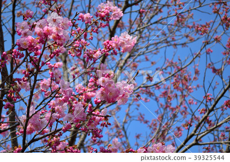 Cherry blossoms 39325544
