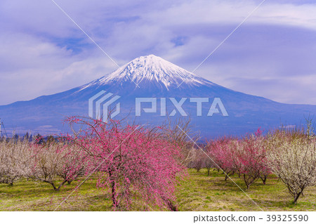“靜岡縣”梅花盛開 39325590