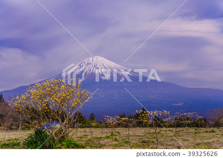 “靜岡縣”Mitsumata富士山盛開 “靜岡縣”Mitsumata富士山盛開 39325626