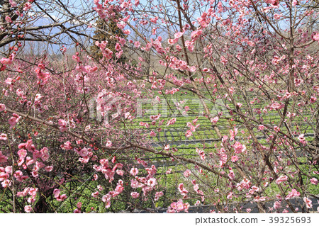 Azumino spring plum blossom bloom wasabi field Azumino spring plum blossom bloom wasabi field 39325693
