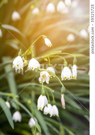 Summer snowflake flowers 39325728