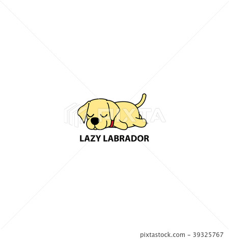 are labradors lazy