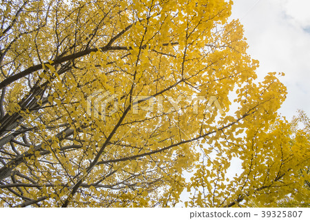 Colorful Yellow Ginko Tree. Autumn in Japan. Colorful Yellow Ginko Tree. Autumn in Japan. 39325807