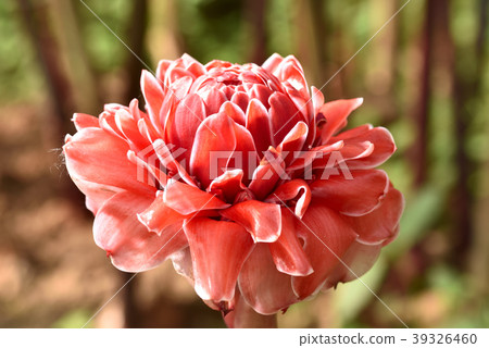Etlingera elatior,also called torch ginger or porc 39326460