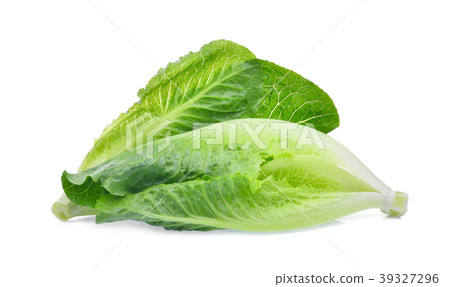 fresh baby cos, green lettuce isolated on white fresh baby cos, green lettuce isolated on white 39327296