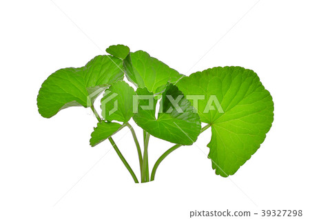 green leaves of centella asiatica, asiatic  39327298