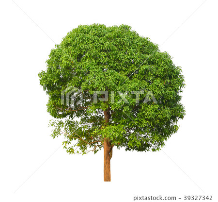mango tree isolated on white background mango tree isolated on white background 39327342