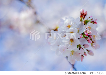 櫻桃樹 櫻桃樹 39327436