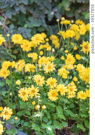 Chrysanthemum flowers bloom in garden 39327858