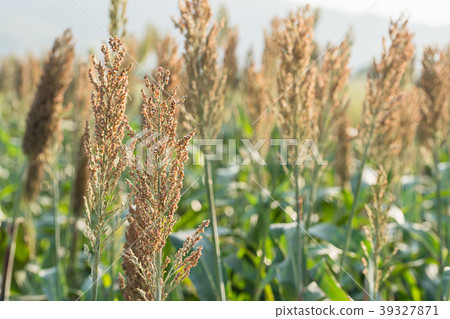 Millet or Sorghum in field of feed for livestock 39327871