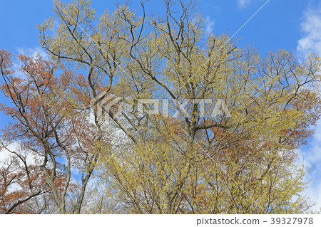 開花的櫟樹Inokashira公園 39327978