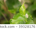 Closeup Wild betal Leaf bush and its flower 39328176