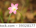 Close up beautiful and cute flower of pink crocus  39328177