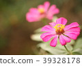 Closeup Pink Zinnia Flower for background 39328178