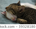 Two cats in deep sleep with most lovely friend 39328180