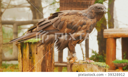 A steppe eagle tied to a pole eats meat. A steppe eagle tied to a pole eats meat. 39328912