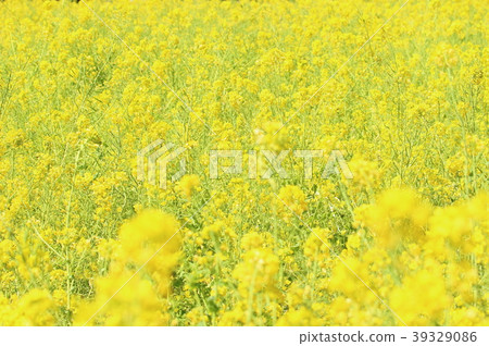 Rape field 27 Rape field 27 39329086