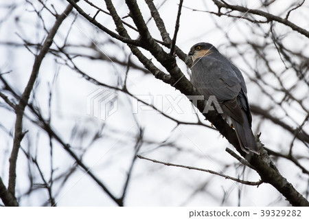 Haitaka that stops in a tree 39329282