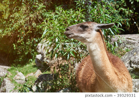 Brown lama animal head 39329331