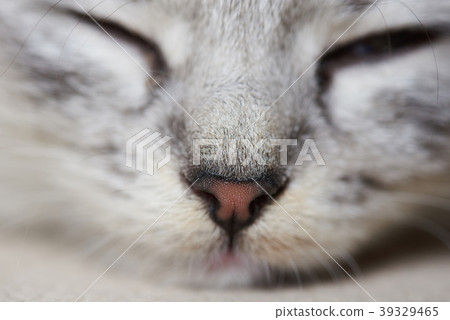 Macro portrait of cat 39329465