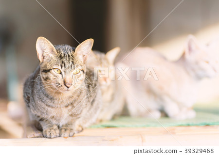 Cute cats are sitting together Cute cats are sitting together 39329468