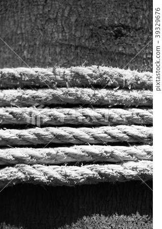 old rope on a tree 39329676