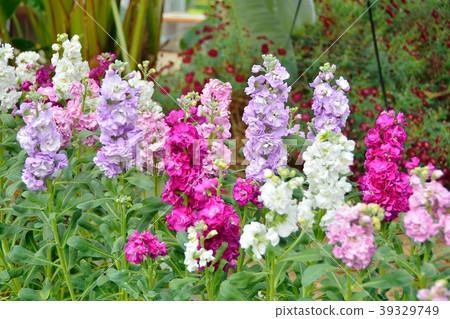 Stock flower garden Stock flower garden 39329749