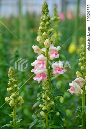 Snapdragon flower garden Snapdragon flower garden 39329785