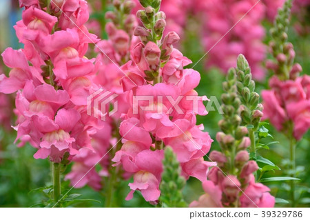 Snapdragon flower garden Snapdragon flower garden 39329786