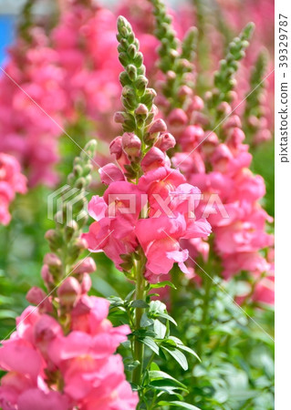 Snapdragon花園 39329787
