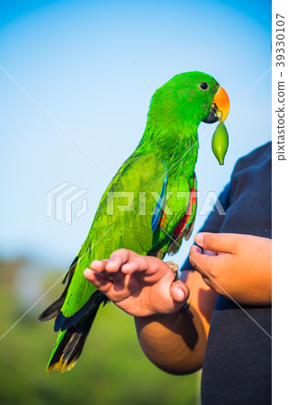 stock photo parrot lovely bird animal and pet at park