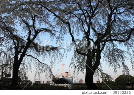在山下公園垂枝櫻花 在山下公園垂枝櫻花 39330226