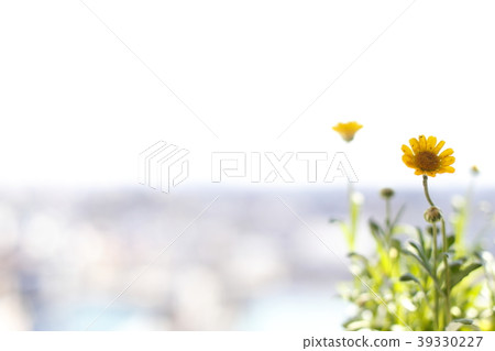 凱恩花 凱恩花 39330227