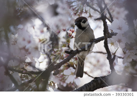 Sakura and sparrow Sakura and sparrow 39330301