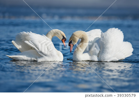Romantic two swans, symbol of love Romantic two swans, symbol of love 39330579