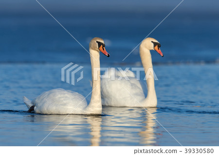 Romantic two swans, symbol of love Romantic two swans, symbol of love 39330580