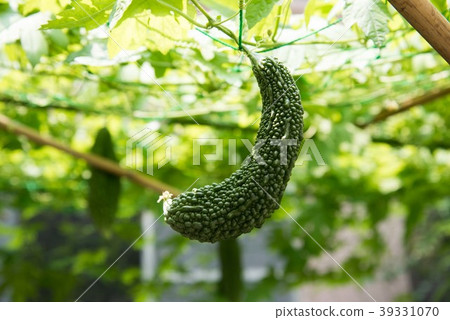Bitter gourd 39331070