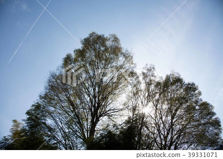 Fresh green 39331071