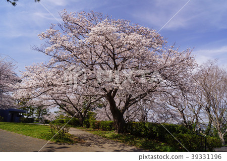 野島公園櫻花 野島公園櫻花 39331196